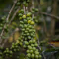 Discovering the Rich Heritage of Kenyan Coffee.